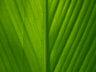 Close-up shot of green leaf background To use in design work, brochures, flyers, posters or screens. Copy space