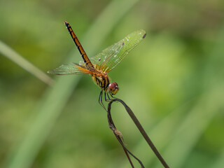 Close-up dragonfly in nature garden scene. Dragonfly eating a withered tree. Beautiful dragonfly pose, yellow-orange dragonfly against the green of the garden background.