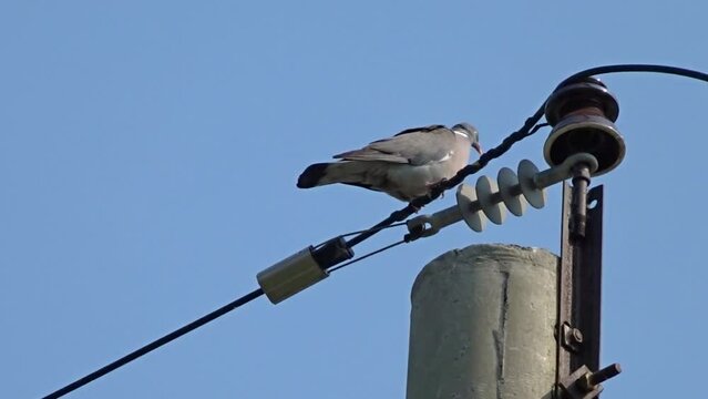 Common woodpigeon (Columba palumbus) defecates. Slow motion video.