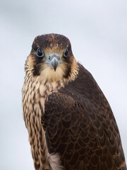 Peregrine falcon (Falco peregrinus)