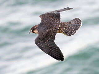 Peregrine falcon (Falco peregrinus)