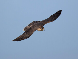Peregrine falcon (Falco peregrinus)