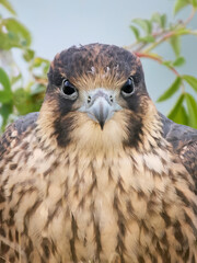 Peregrine falcon (Falco peregrinus)