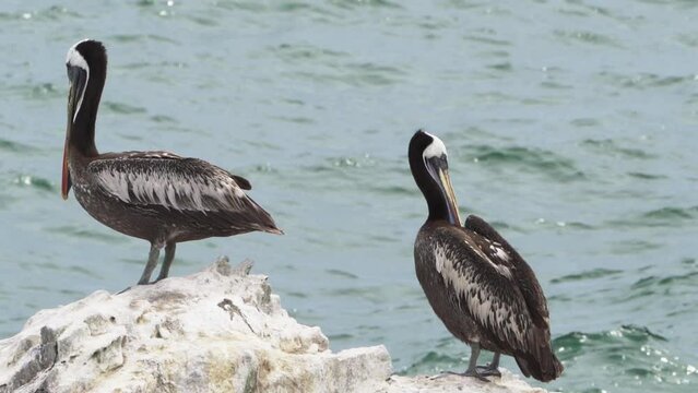 Brown pelican sitting on a guano covered in the Paracas national reserve at the coastline of the pacific ocean in Peru.