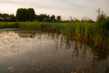 Side of a pond in evening