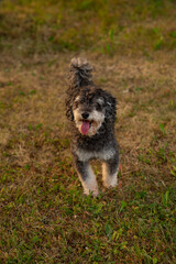 Grey poodle dog roaming around