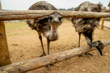 Deurstickers An ostrich stuck its head out of the wood fence  © Kaspars