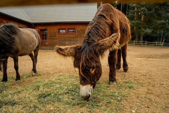 Hairy donkey eating grass