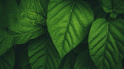 Fototapeta premium Nature background with texture a green leaf close-up