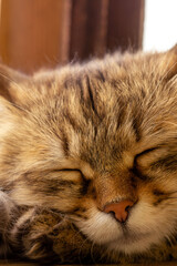 Tabby cat peacefully sleeping on the balcony