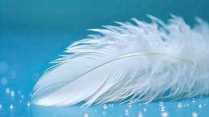 Fototapeta na wymiar White light airy soft bird feather