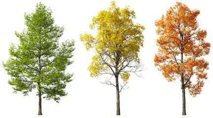 Seasonal colors trees cutout backgrounds 3d rendering png - obrazy, fototapety, plakaty