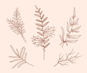 Aesthetics hand drawn floral line art vector collections