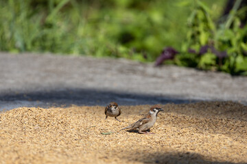two little birds over the dried rice