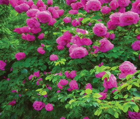 pink rose flowers in a garden