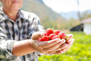 Farm fresh strawberries are in the hands of farmers. The concept of organic agriculture. food that...