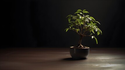 Beautiful bonsai plant in a ceramic pot indoor dark background in a room with some copy space. AI generative technology.