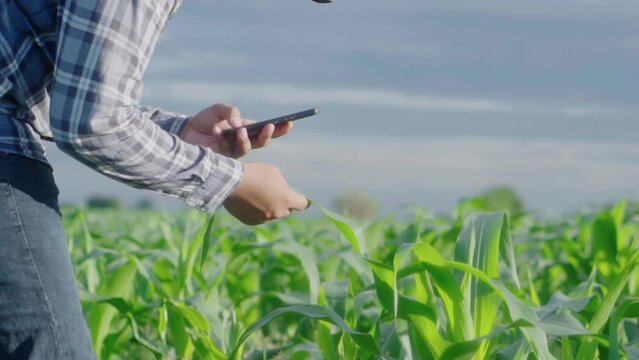 Cloes up hand young famer working in a cornfield.. inspecting using smartphone  inspecting  leaves caused by pests. Smart farming.