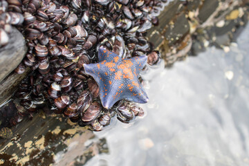 ヒトデと貝、海、藤壺