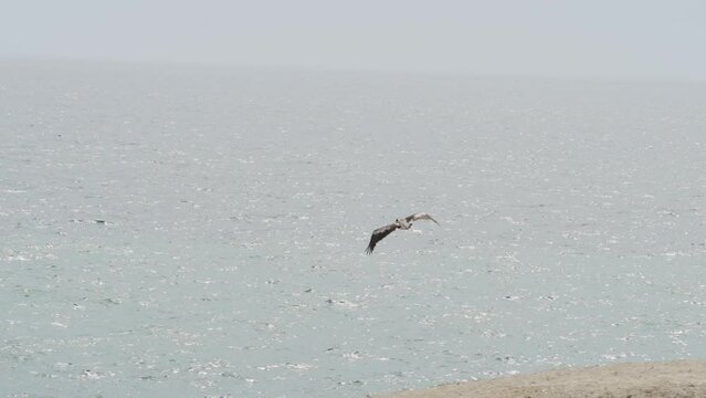 Brown pelican in flight over the Paracas national reserve at the coastline of the pacific ocean in Peru.
