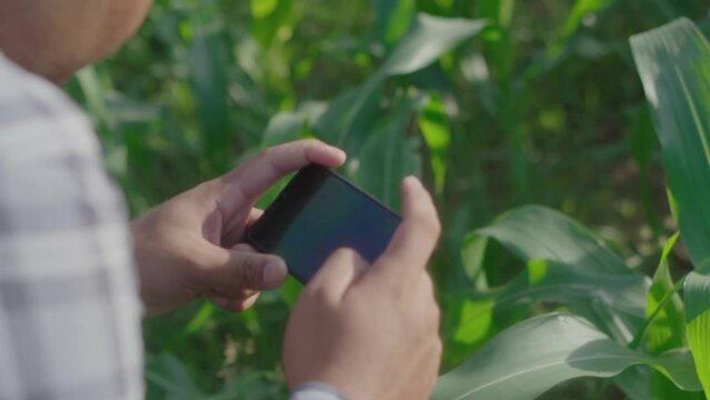 Cloes up hand young famer working in a cornfield.. inspecting using smartphone  inspecting  leaves caused by pests. Smart farming.