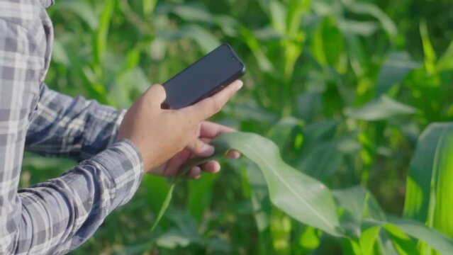 Cloes up hand young famer working in a cornfield.. inspecting using smartphone  inspecting  leaves caused by pests. Smart farming.