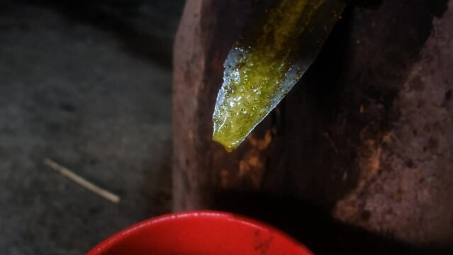 Extracting pure mustard oil directly from traditional cow-driven ghani.