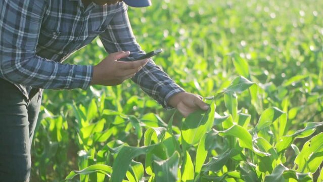 Cloes up hand young famer working in a cornfield.. inspecting using smartphone  inspecting  leaves caused by pests. Smart farming.