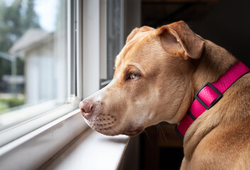 Sad dog looking out of the window. Side view of large puppy dog sitting at the window and waiting with longing or depressed face expression. 10 months old Boxer Pit bull mix. Selective focus. - Powered by Adobe