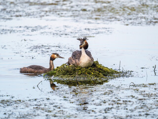 Great Crested Grebe, Podiceps cristatus, water bird sitting on the nest, nesting time on the green lake
