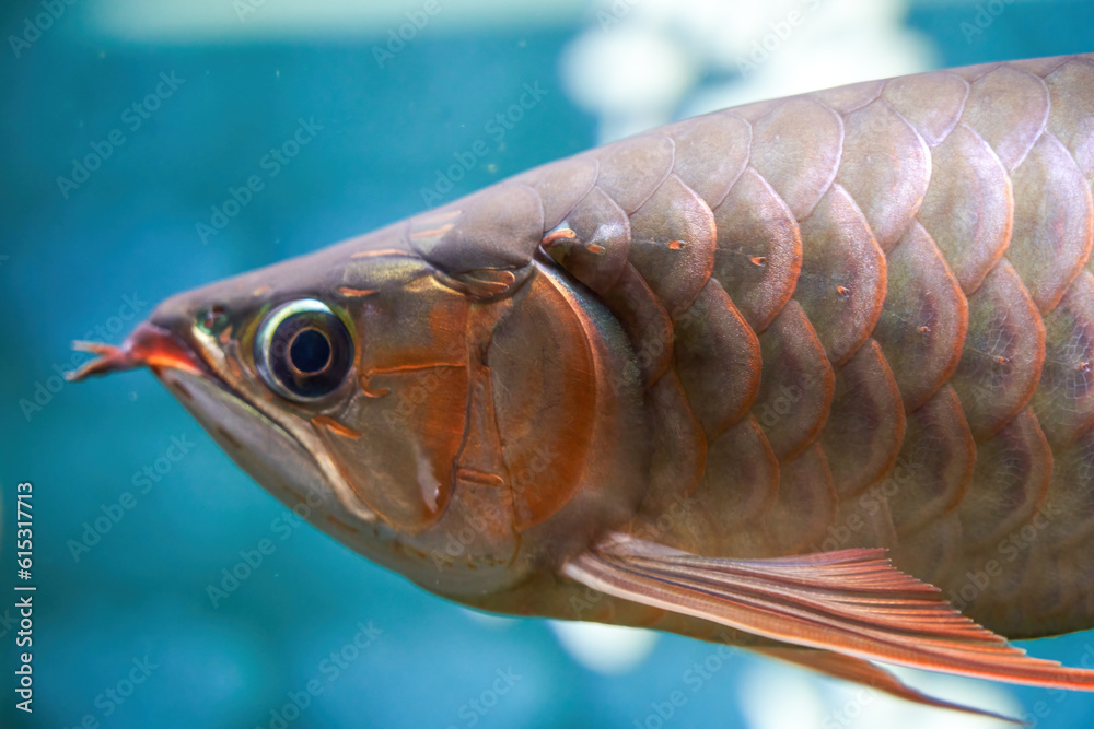 Wall mural A pet ornamental fish in a fish tank, Arowana head close-up