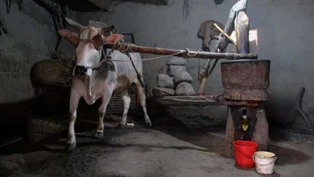 Extracting pure mustard oil directly from traditional cow-driven ghani.