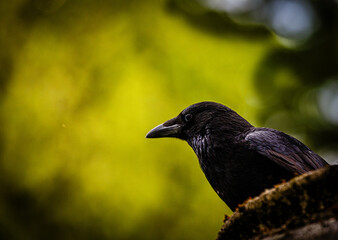 Fototapeta premium Crow on carved stone in the city