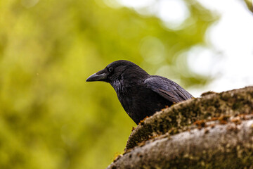 Crow on carved stone in the city