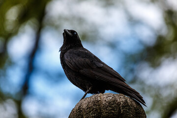 Crow on carved stone in the city