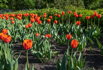 Red tulips in the garden on a summer day.