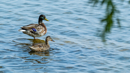 Obraz premium Two ducks in the water of the lake near the stone.