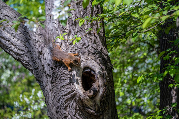 Obraz premium A squirrel is sitting on a tree trunk near a hollow.