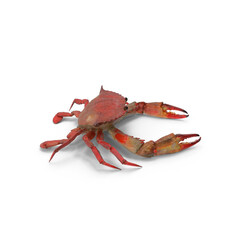 Red crab isolated on transparent background