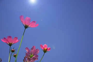 Purple cosmos flower in the garden with lens flare and blue sky background