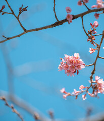 Cherry blossom in full bloom with blue sky