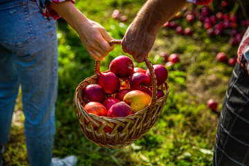 Woman and man harvesting apples. Hands, apple in basket. Woman and a man hold a basket apples in...