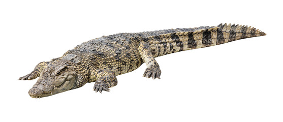 Siamese crocodile sleeping
