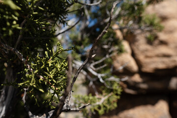 Closeup of a juniper tree in the Mojave Desert.