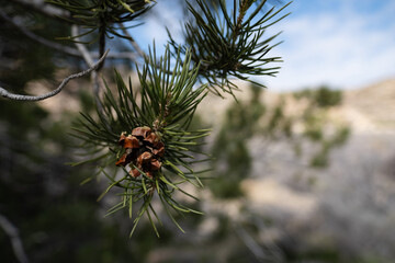A pine cone is viewed close-up as it forms on a pine tree in the Mojave Desert, in the area of Joshua Tree National Park in California.