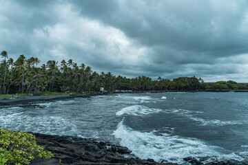 The coconut tree (Cocos nucifera) at Punaluu Black Sand Beach, Big island, Hawaii
