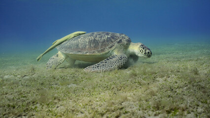 Wide-angle shot of Sea turtle grazing on the seaseabed, slow motion. Great Green Sea Turtle (Chelonia mydas) eating green algae on seagrass meadow, Red sea, Egypt