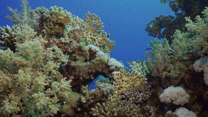 Colorful coral reef with tropical fish on a bright sunny day, Red sea, Egypt