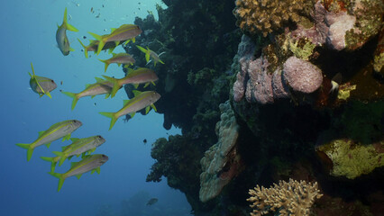 Fototapeta na wymiar School of Yellow Goatfish in shade of coral reef. Shoal of Yellowfin Goatfish (Mulloidichthys vanicolensis) swims near reef in its shade in the morning time, Red sea, Egypt