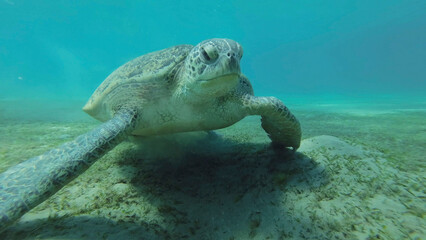 Close up of Sea turtle grazing on the seaseabed, slow motion. Great Green Sea Turtle (Chelonia...